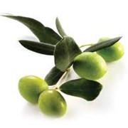Оливки с косточкой фото