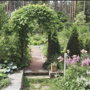 Подбор растений для сада. Озеленение сада. Благоустройство сада. Ландшафтный дизайн. Ландшафтный дизайн сада фото