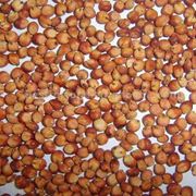 Сорго зерно. Зерновые бобовые и крупяные культуры фото