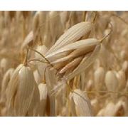 Овес зерно купить Украина