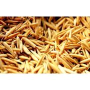 Овес зерно просо пшеница зерно продажа фотография