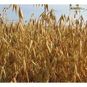 Овес зерно Сельское хозяйство фото