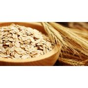 Продаем зерновые культуры: пшеница рожь кукурузу овес просо пшено рис сою рапс подсолнечник. фотография