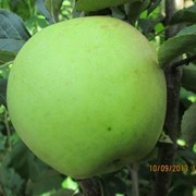 Саженцы яблонь Скіфське золото фото
