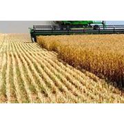 Культуры зерновые Пшеница от производителя оптом. фотография