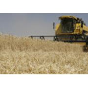 Культуры зерновые пшеница продам урожай 2011 года
