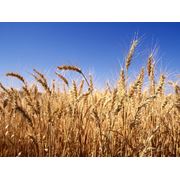 Культуры зерновые покупка зерновых культур купить зерно Винница