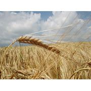 Культуры зерновые: ячмень пшеница