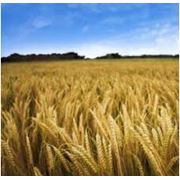 Экспорт пшеницы пшеницы фуражной. Купить пшеницу Харьков фото