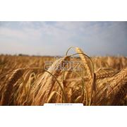 Ячмень; Barley фото