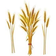 Пшеница ячмень овес кукуруза рапс подсолнечник соя люпин. Отруби жмых подсолнечника и другое оптом фото