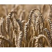 Зерно зерновые купить Украина фотография