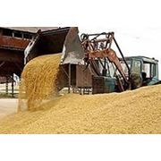 Зерно зерновые собственного производства. фотография