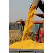 Зерно кукуруза экспорт