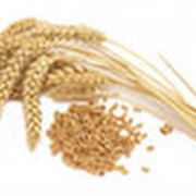Пшеница неклассная и фуражная фото