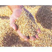 Зерновые (пшеница ячмень подсолнечник)