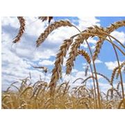 Экспорт пшеницы пшеницы фуражной. Купить пшеницу. Харьков фото