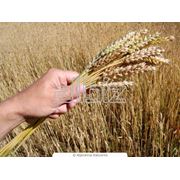 Зерно зерновые культуры