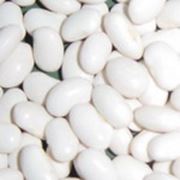 Семена фасоли- Белая круглая . расфасовка: мешки полипропиленовые по 50 кг