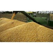 Зерно. Зерновые культуры оптом от производителя. Купить зерно