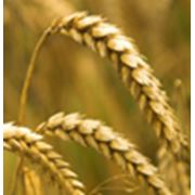 Семена посевной материал озимой пшеницы