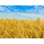 Зерно зерновые культуры. фото