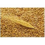 Зерно зерновые фото