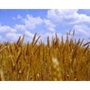 Зерно зерновые культуры выращивание и продажа в харьковской области фото
