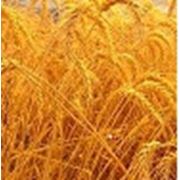Зерно зернобобовые пшеница фуражная продам в житомирской области фотография