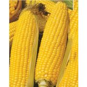 продам семена кукурузы КВ 2704 фотография