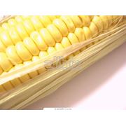 Кукуруза продовольственная фотография