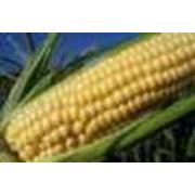 Новый гибрид кукурузы (P8529) компании PIONEER кукуруза посевная
