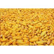 Кукуруза для попкорна. Кукуруза. Выращивание и реализация сельскохозяйственных культур. Сорта кукурузы. Низкие цены разные объемы. Экспорт. Купить кукурузу