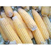 Предлагаем кукурузу кремнистую сорта "Аробаз"  "Перформ"  "Пионер" ; кукурузу фуражную .