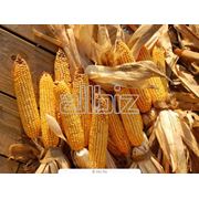 Кукуруза кремнистая сорта "Аробаз"  "Перформ"  "Пионер" ; кукурузу фуражную