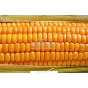 Предлагаем кукурузу кремнистую сорта “Аробаз“  “Перформ“  “Пионер“ ; кукурузу фуражную . фотография