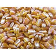 Семена гибридов кукурузы Кукуруза гибридная Зерно кукурузы гибридной Семена кукурузы гибридной