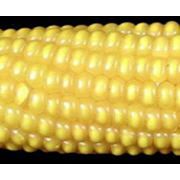Гибриды кукурузы фотография