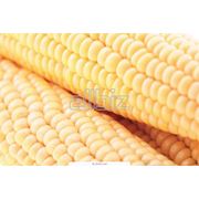 Кукуруза гибридная F1 выращивание кукурузы