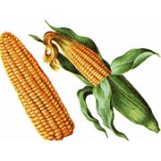 Украинская кукуруза (Corn) сушеная тип выращивания Non-GMO цвет: желтый сертификации: Украина ГОСТ класса № 3 происхождение: Херсонская обл Украина миним. заказ-10.000 метрических тонн условия оплаты: LC / CAD зерно урожая 2011 пр-во Украина фото