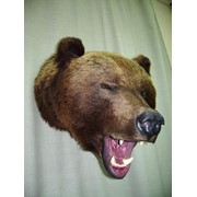 Трофейная голова медведя. фото