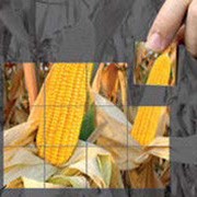 Гибрид кукурузы СИ Енигма