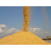 Кукуруза фуражная в Украине