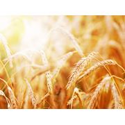 Пшеница купить Украина пшеница купить оптом Днепропетровская область пшеница купить Днепропетровск