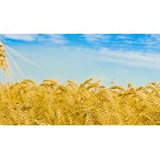 Пшеница заказать оптовые поставки пшеницы Украина
