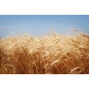 Пшеница 12,5 протеин; Wheat 12,5 protein фотография
