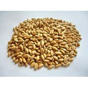 Пшеница и другие зерновые на экспорт