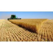Пшеница купить заказать оптом Украина фото