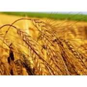 Пшеница купить Украина фото