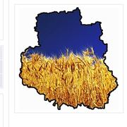 Пшеница продавцы сельхозпредприятия сельхозпроизводители фермеры агропредприятия база данных предприятий Винницы.